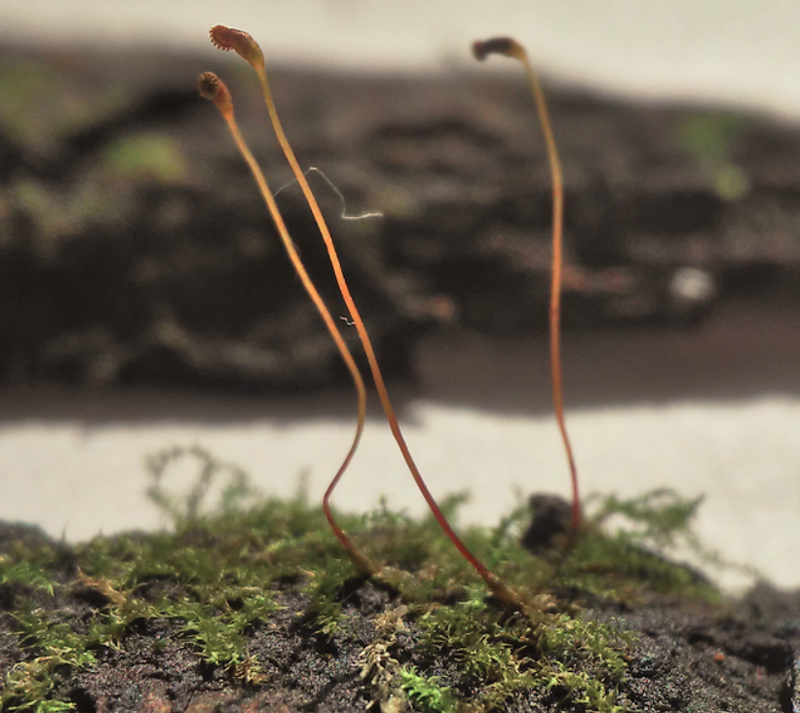 Campylophyllum hispidulum